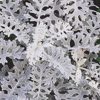 Epazo Cineraria Starlet Hybrid Flower Seed(10 per packet)