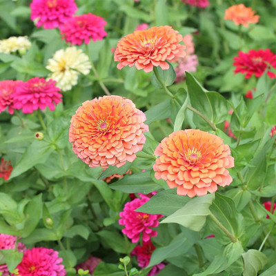 VibeX HUA-82 - Zinnia Flower Garden - Dreamland Mixture - Mixed Colors - (270 Seeds) Seed(270 per packet)