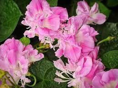ACCELCROP Morning Glory Mixed Color Creeper Flower Seed(30 per packet)