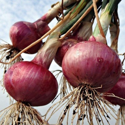 VibeX ® RXI-893 Black Organic Onion Seeds Seed(1000 per packet)