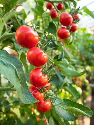 DROXTY tomato Seed(30 per packet)