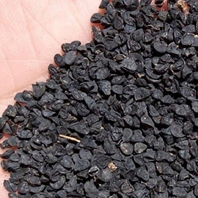 KNESSiN Spring Red Onion Seed(200 per packet)