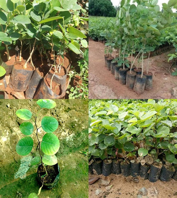 ibains lal chandan tree seeds plant beez 10 Seed(10 per packet)