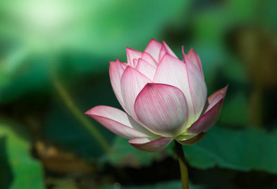 VYDER lotus,kamal gatta Seed(10 per packet)