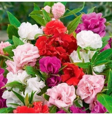Qualtivate PAU-147 Balsam Summer Flower Mixed Seeds Seed(25 per packet)