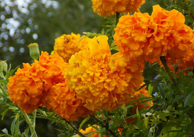 Around Creation marigold/gende ka phool flower seeds Seed(75 per packet)