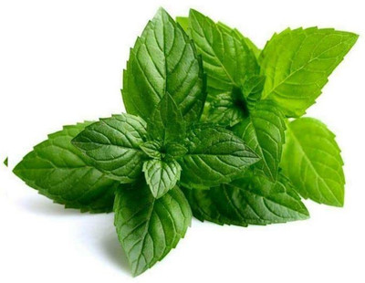 KANAYA Pudina/Mint Hebrs Seed(55 per packet)