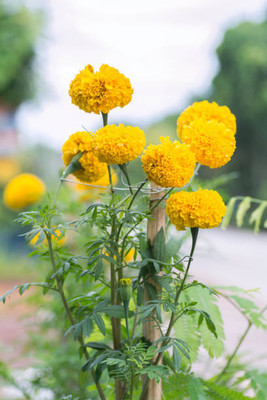 SS ONLINE marigold/gende ka phool flower seeds Seed(75 per packet)