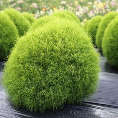 Avysa Kochia - Burning Bush Ornamental Seed(20 per packet)