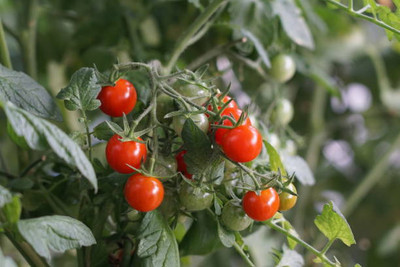 Weird tomato Seed(90 per packet)