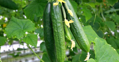 BDSresolve khira seeds (Cucumber seeds) PACK OF 56 Seed(56 per packet)