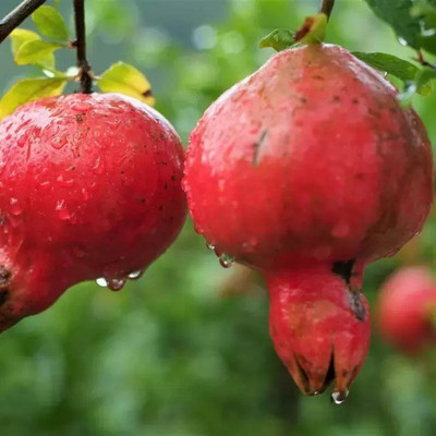 Chalisa Pomegranate, Anaar Seed(110 per packet)