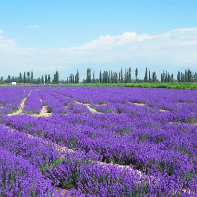 ActrovaX Fragrant Blooms,Lavender flower [50 Seeds] Seed(50 per packet)