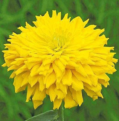CYBEXIS Flower Russian Zinnia Cactus Seed(1 g)