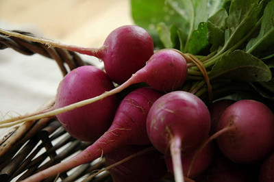 Qualtivate HUA-7A F1 Hybrid Radish Seeds Seed(300 per packet)