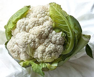 WILLVINE SYN -II Hybrid Pathfinder Cauliflower [10g, 3000 Seeds] Seed(3000 per packet)