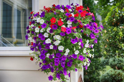 XOLDA Hybrid Petunia Seed(65 per packet)