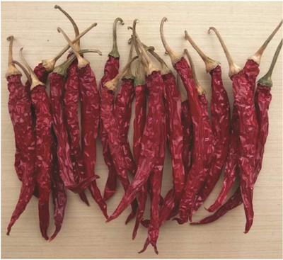 KNESSiN Open-Pollinated HOT MIRCH Masala Chilli Seeds For Gardening-(2400 Seeds) Seed(2400 per packet)