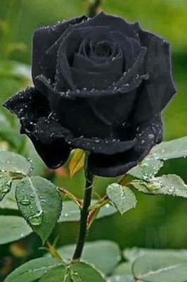 JDM Store Black rose seeds Seed(50 per packet)