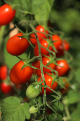 ENTENT tomato Seed(135 per packet)