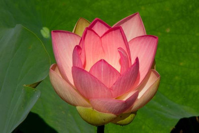 EcoFusion Lotus Seed(11 per packet)