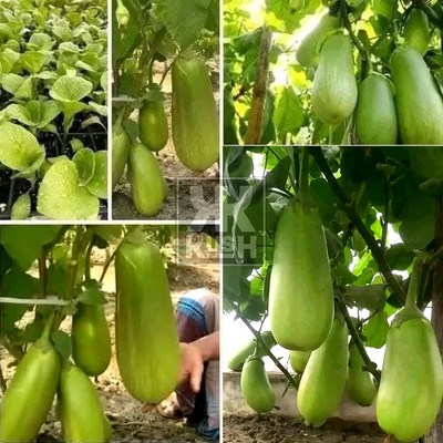 KUSH Big Green Brinjal Seed(50 per packet)
