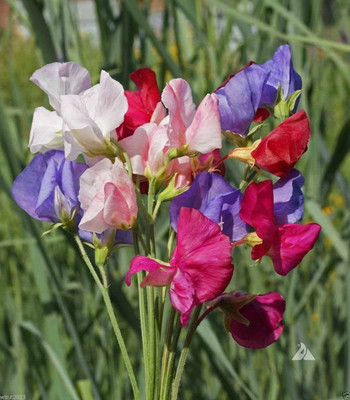 WILLVINE GBPUT-670 Mammoth Choice Mix Sweet Pea Seed Seed(50 per packet)