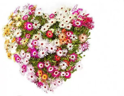 Aro Mesembryanthemum Seed(112 per packet)