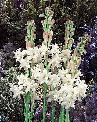 BSARKAR Rajanigandha/tuberose Flowers bulbs Seed(11 per packet)