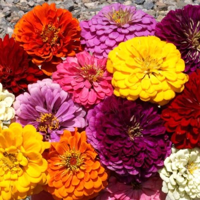 Qualtivate XL-252 Zinnia Dahlia Flowered GMO-Free Seeds Seed(25 per packet)