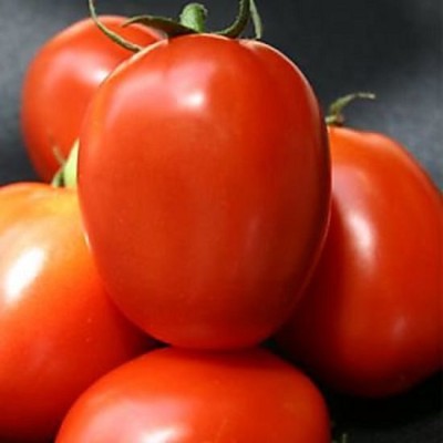 KNESSiN FXD-77 Abhinav Tomato Seed(200 per packet)