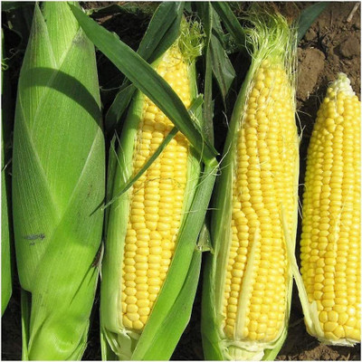 CYBEXIS F1 Sweet Corn Seed 1 To 3 Cobs Per Plant2000 Seeds Seed(2000 per packet)