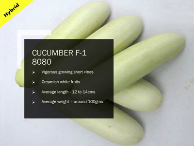CYBEXIS CUCUMBER F-1 PUAS-8080 SEEDS(500 Seeds) Seed(500 per packet)