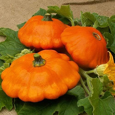 KNESSiN Organic Yellow Scallop Zucchini Seeds For Gardening - (500 Seeds) Seed(500 per packet)
