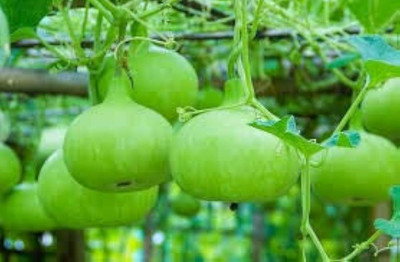 BJUBAS Bottle round gourd seeds, Hybrid round bottle gourd seeds pack of 23 Seed(23 per packet)