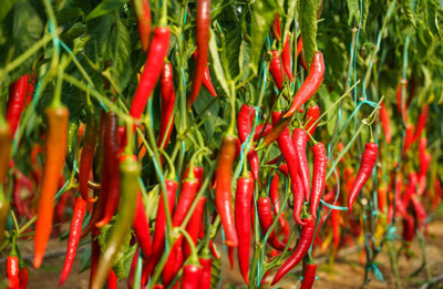 Kodali Hybrid F1 Chilli Seeds Pack Of 33 Seed(33 per packet)