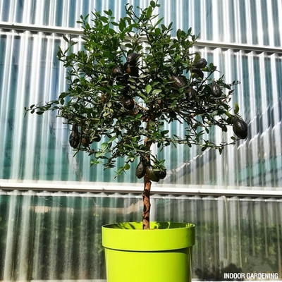 KNESSiN Citrus Fruit Bonsai Sweet Mini Lemon[50 Seeds] Seed(50 per packet)