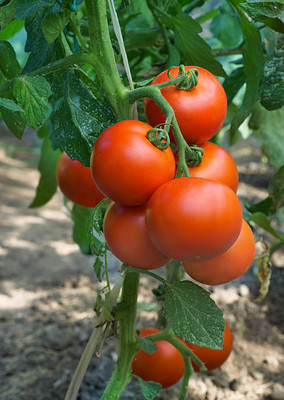 Dharma tomato Seed(75 per packet)