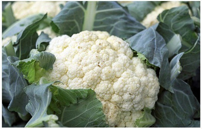 Quentova फूल गोभी Cauliflower Phool Gobhee/Phul Gobhi-3Y-VXI Seed(300 per packet)