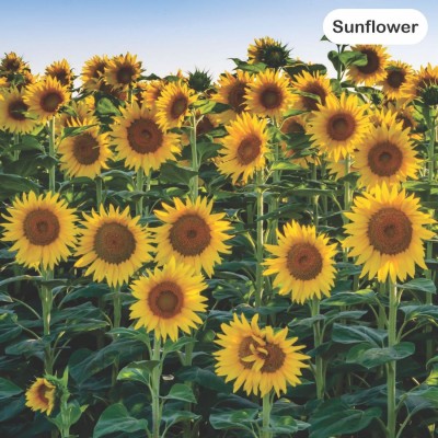 voorkoms Premium Sunflower Seeds: Grow Your Own Sunshine Garden Seed(10 g)