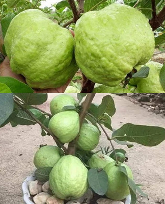 Aywal Gauva Fruit Seed(20 per packet)