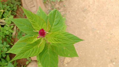 KANAYA Cockscomb Seed(55 per packet)