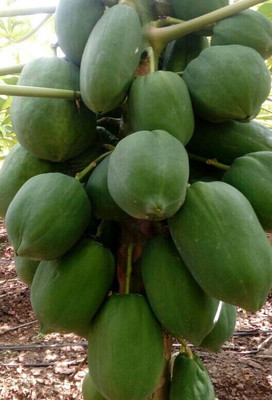 the green dotcom red lady papaya seeds Seed(25 per packet)