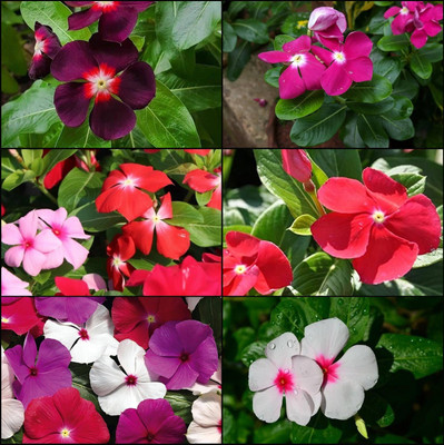 Arshiayat Nayantara flower seeds Seed(68 per packet)