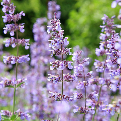 CYBEXIS NDIR-68 - Lemon Catnip - (1500 Seeds) Seed(1500 per packet)