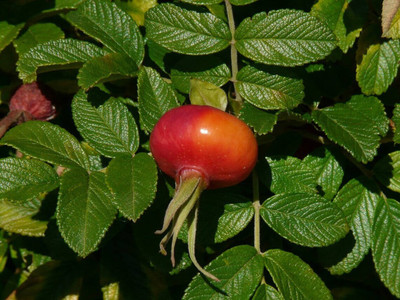 WILLVINE Rubra Rugrose JAPANESE RED ROSE Bush Fragrant Seed(50 per packet)