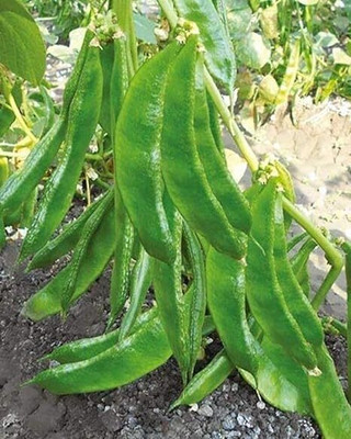 DIVINE BEANS Seed(55 per packet)