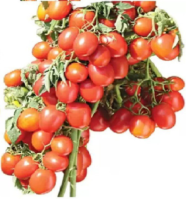 wequality Hybrid f1 tomato seeds,cherry tomato seeds for garden Seed(50 per packet)