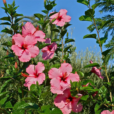 CRGO HIBISCUS , GUDHAL Seed(20 per packet)