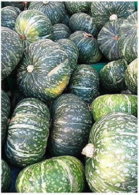 KNESSiN VIC-83 Hokkaido Squash Pumpkin Seed(50 per packet)